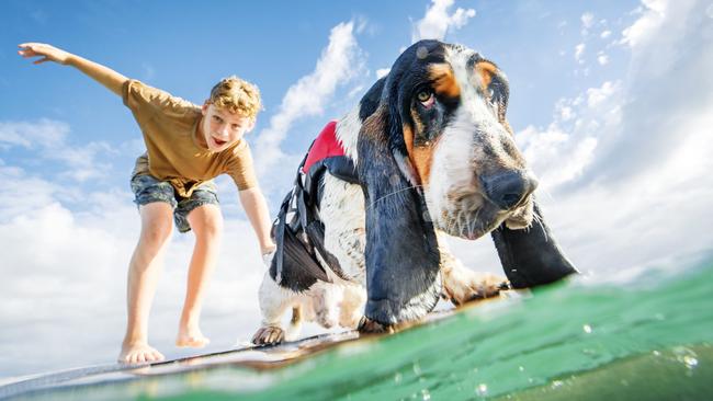 10-year-old Hughie Jones and his Basset Hound, Duke, catch some waves at First Point in preparation for the Noosa Festival of Surfing. Picture: Lachie Millard