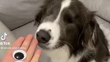 Stevie the border collie is blind. Picture: Storyful