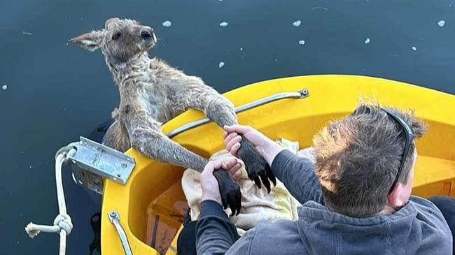 The kangaroo was towed through the water before it cold be lifted into the boat. Picture: Facebook/Wildlife Rescue Queensland