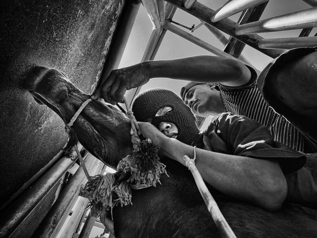 Indonesia, Sumbawa Island, Moyo - A jockey prepares for the gate to open as his trainer leans over him to make some final adjustments. Once a game between neighbors to celebrate a good harvest, horse racing was transformed into a spectator sport by the Dutch in the 20th century to entertain officials and nobility. Picture: Alain Schroeder/World Press Photo