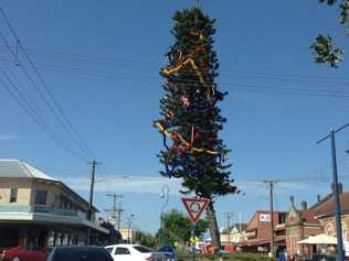 Lismore's wonky Christmas tree