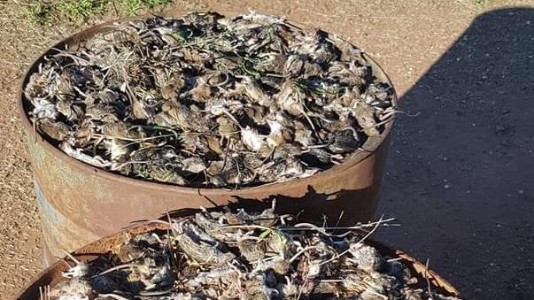 More than 500 mice caught in Pilliga NSW. Picture: Paul Phelps