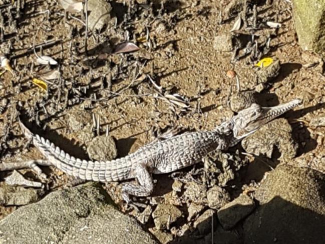 Zoo’s stolen freshwater crocodiles found in Peakhurst by walker | Daily ...