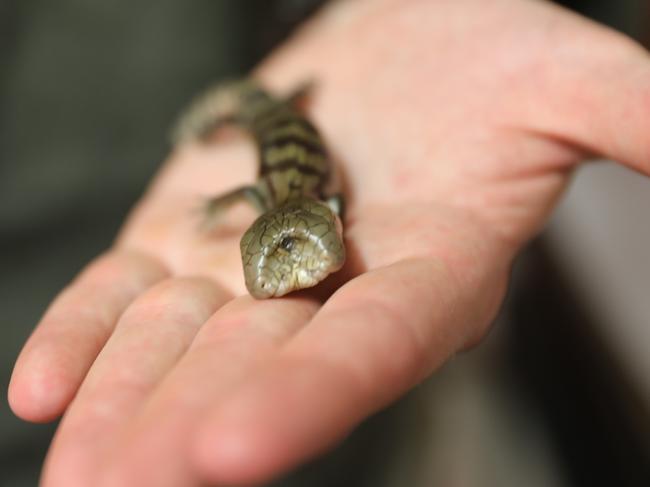 Lucky the two-headed blue tongue lizard. Picture: Australian Reptile Park.