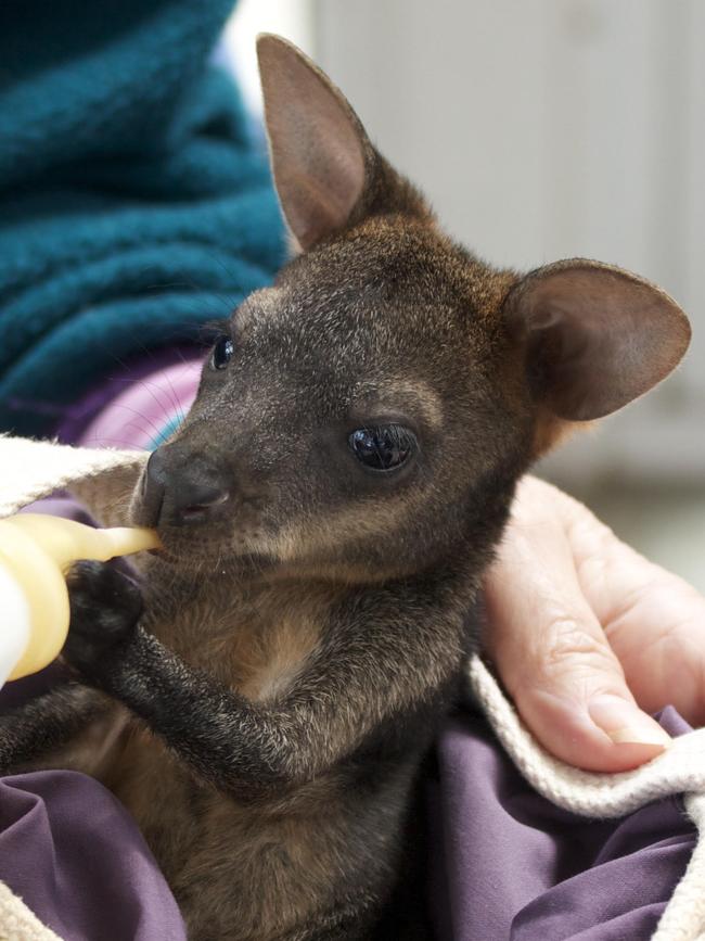 A rescued Swamp Wallaby joey being bottle fed by a WIRES carer. Picture: WIRES.