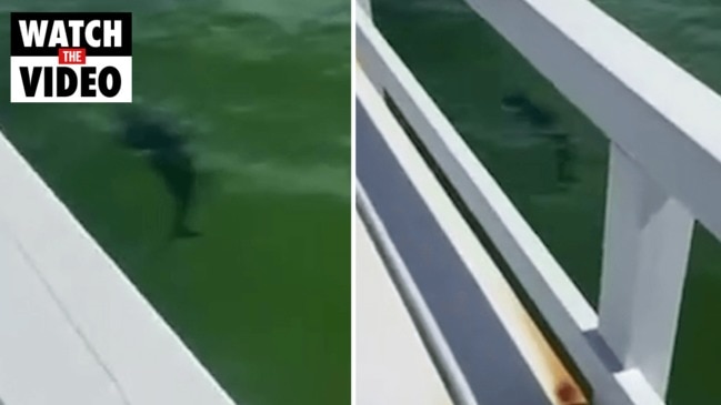 Shark spotted off Melbourne beach