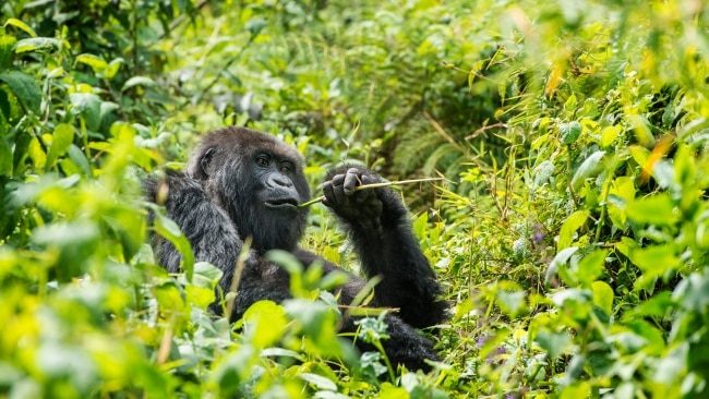 Visit Rwanda: Seeing gorillas is Africa’s most unforgettable experience ...