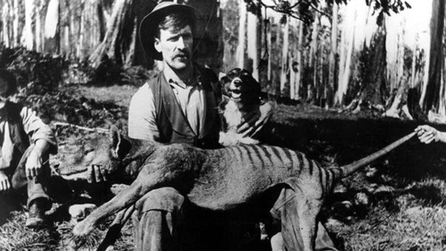 A bushman with a thylacine that had been shot. Picture: File