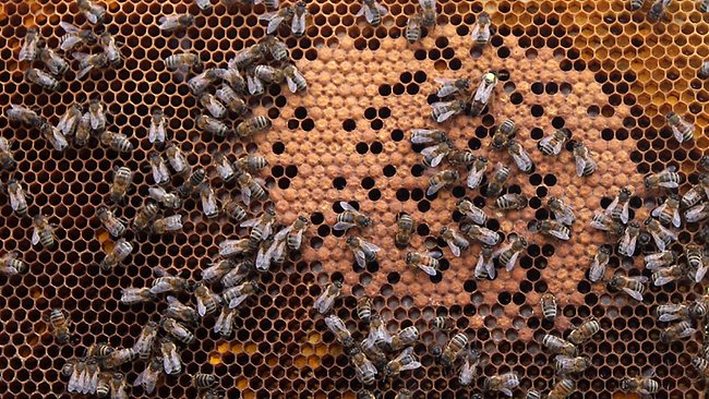 European Union to ban bee-killing pesticides | news.com.au — Australia ...