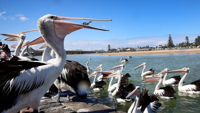 Central Coast Council has announced event cancellations and changes in response to the coronavirus pandemic. Picture: Sue Graham