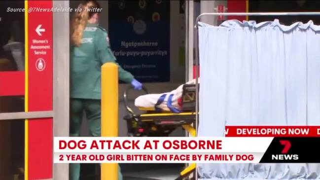 A dog has attacked a 2-year-old girl in Osborne (7NEWS)