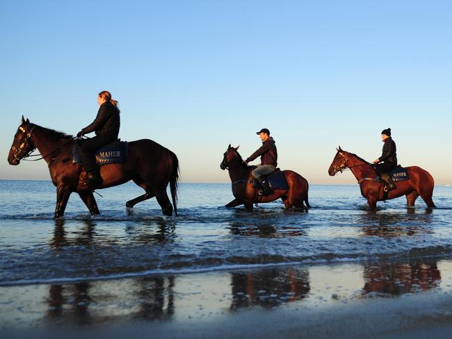 Some of Ciaron Maher stable runners — Throssell, Pemberley and Jameka — enjoy a morning stroll at the beach on Friday. Picture: Getty Images