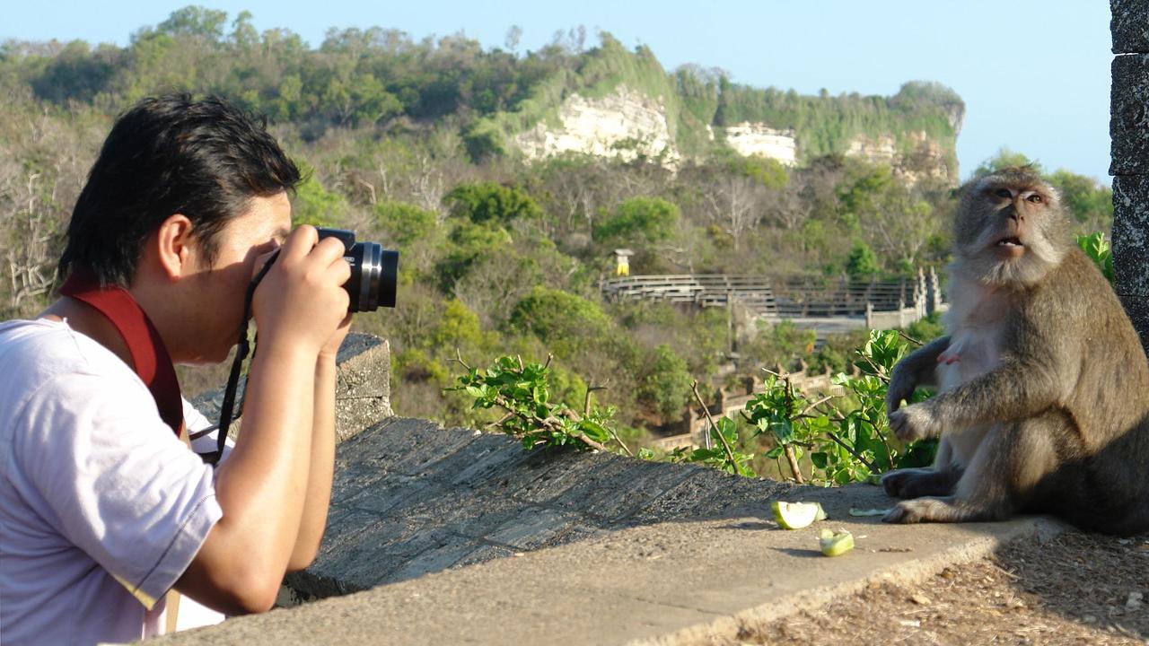 Tourists are warned to keep their distance and not look monkeys in the eye. Picture: Peter Mayoh