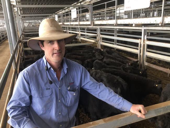 Justin Keane from Corcoran Parker at Wodonga with the run of Fairyknowe Farm Angus steers that sold up to 670c/kg at the Wodonga store sale today. Picture: Fiona Myers