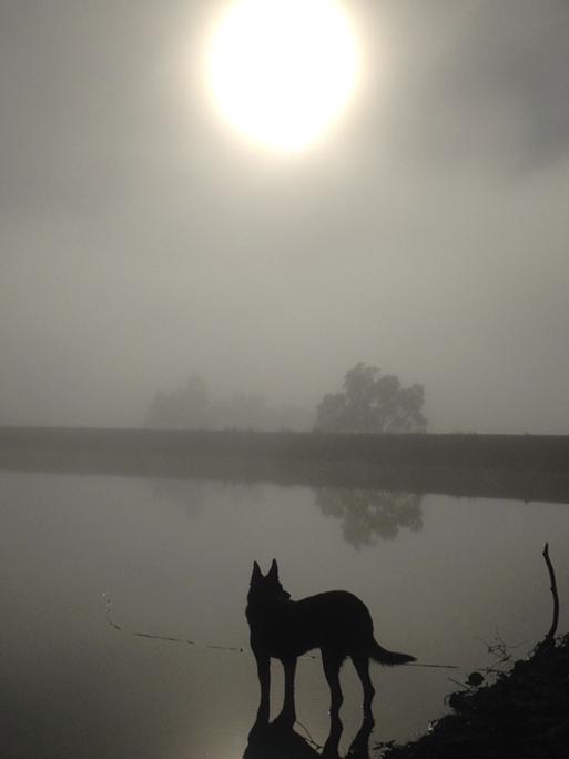 Day of Dogs 2018: Rolly the Kelpie on a foggy morning at Springfield. Picture: James Clement