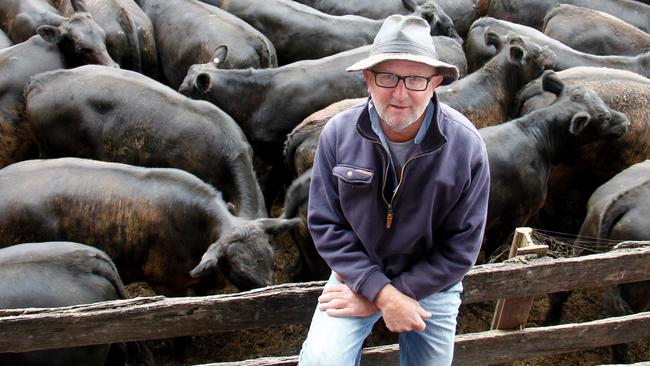 Brett Linke, Mt Napier at Hamilton, with his feature pen of 86 steers at 360kg which made 508c/kg. Picture: Jenny Kelly