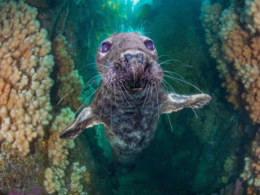 A seal emerging from an underwater gully. Picture: Kirsty Andrews/Underwater Photographer of the Year Awards 2021