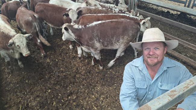 Agent Justin Way at the Wodonga cattle sales, 23/11/2023.
