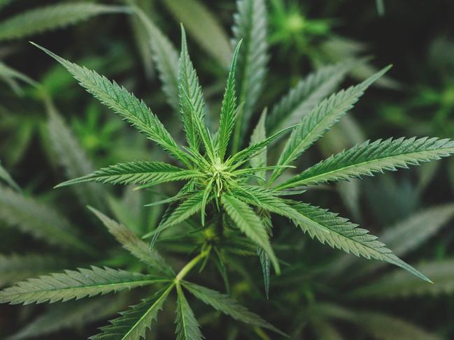 generic cannabis. PIcture: Istock