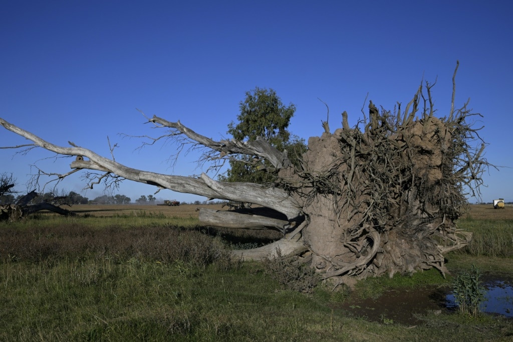 One in three tree species at risk of extinction: report