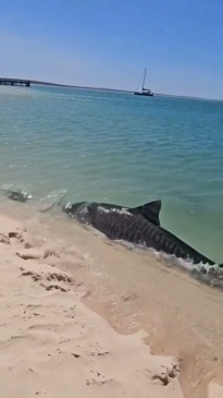 Shock as tiger shark hurtles towards shore