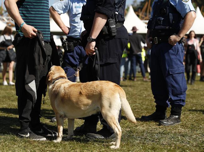 Police officers and drug detection dogs were seen wandering through the crowds yesterday. Picture: Mark Metcalfe/Getty Images