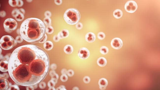 Stem cells have lifesaving potential in a narrow set of diseases.