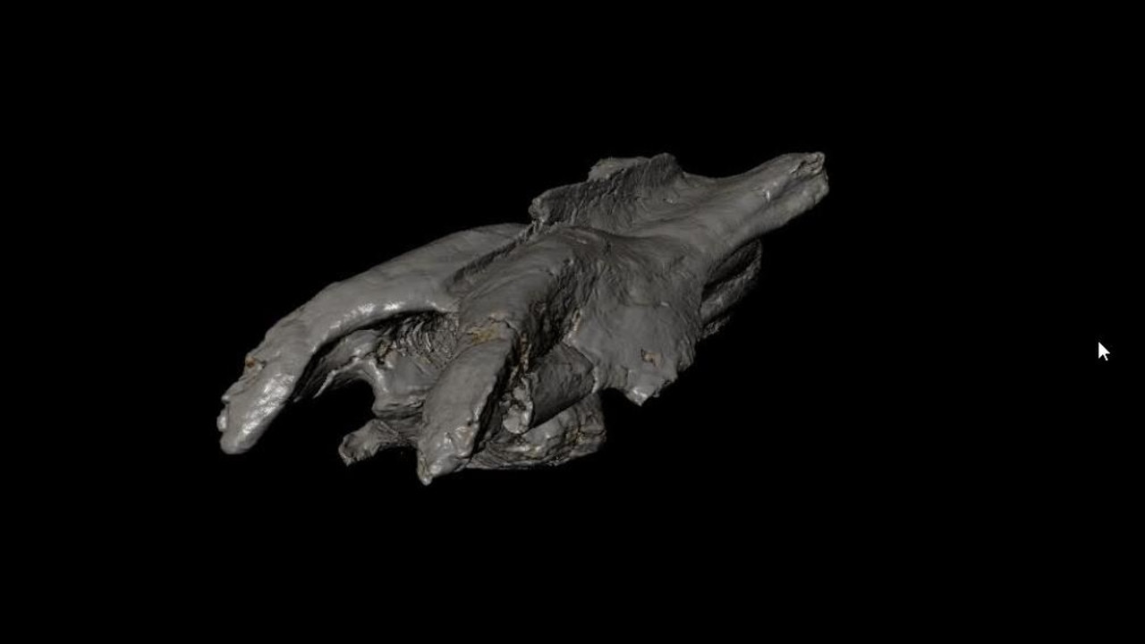 Elaphrosaur vertebra found in Victoria. Picture: Ruairidh Duncan/Museums Victoria