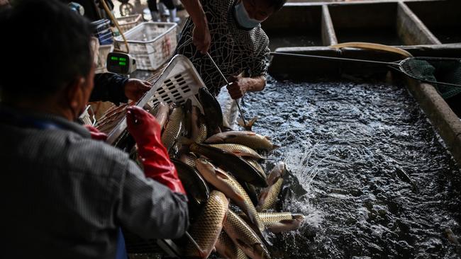 Workers wearing face masks unload fish from a truck at a shop at the Wuhan Baishazhou Market in Wuhan.