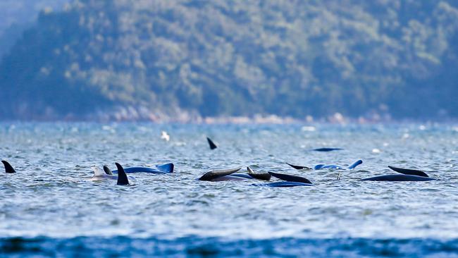 Pilot whales stranded at Stahan. September 22, 2020. Picture: PATRICK GEE