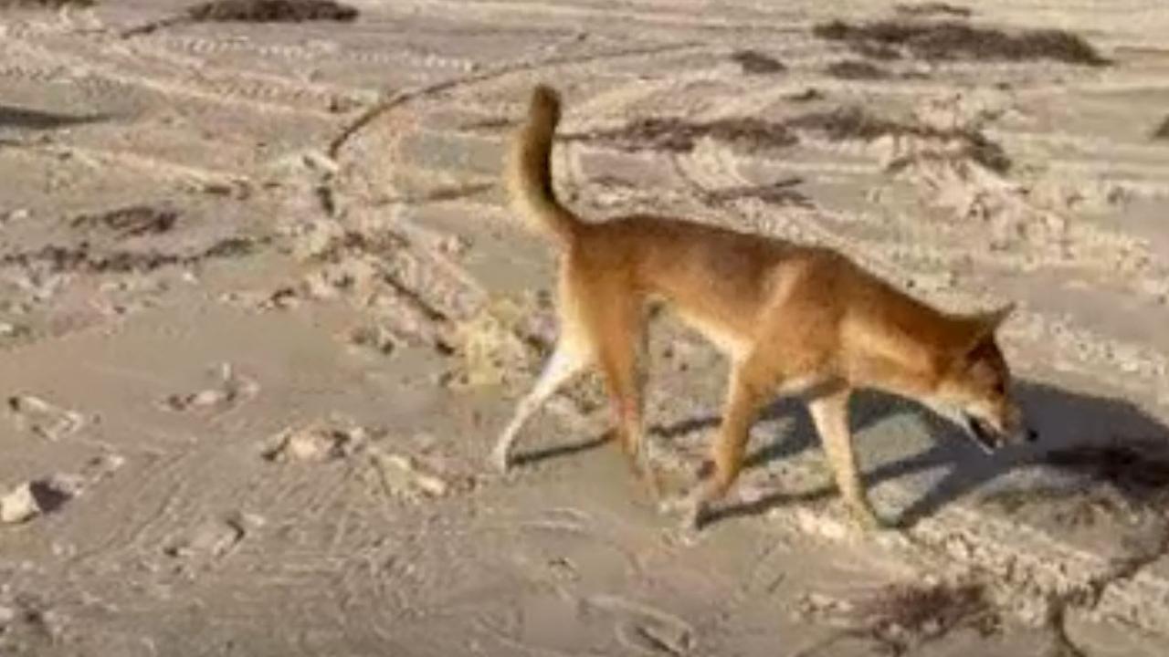 ‘Two seconds’: Girl attacked by dingo
