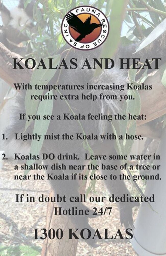 A poster supplied by Fauna Rescue SA on how to cool down a koala.