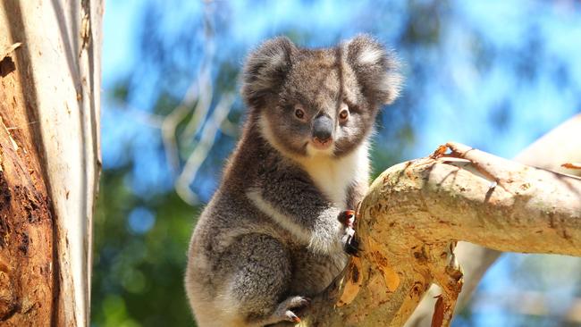 A furry resident of Wildlife Wonders, Apollo Bay. Picture: Phil Hines/Visit Victoria