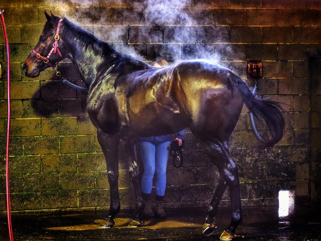 Horses are washed down after a morning training session. Picture: Tony Gough