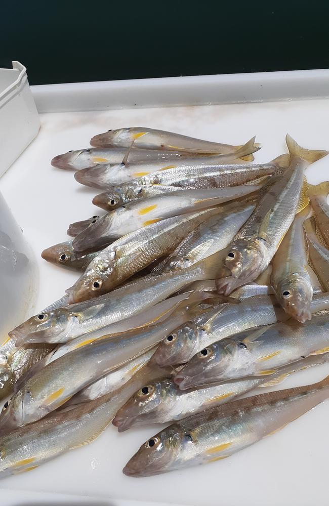 How & Where to Catch WINTER WHITING in Moreton Bay  A bet is made to see  who can catch the biggest 