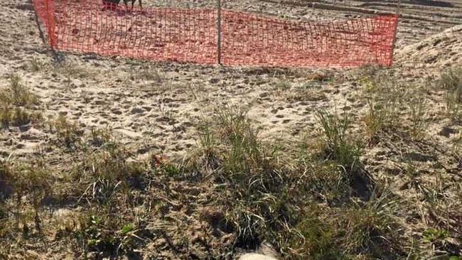 During a family trip up to Teewah Beach on Saturday, Adele Knight&#39;s bull mastiff Stella is believed to have eaten wild pest bait.