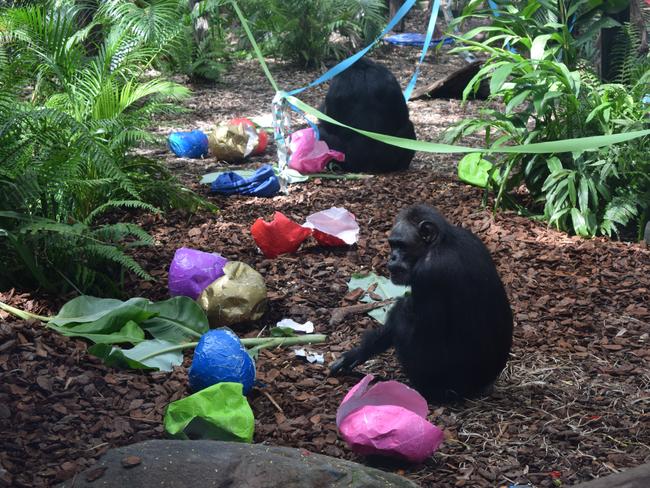 Chimpanzee mum Holly chose the name for her new baby boy today at Rockhampton Zoo.