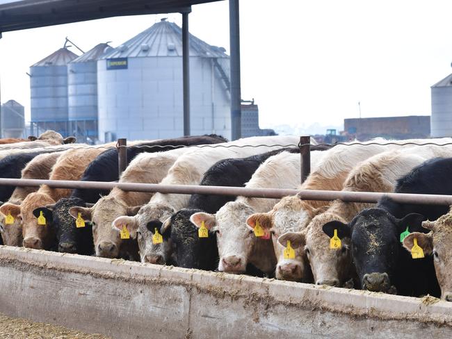 CROPS: Cropping and beef farmer Jason PalmerCropping and beef farmer Jason PalmerPICTURED: Feedlot. Beef cattle. Generic feedlot. Factory farming. PICTURE: ZOE PHILLIPS