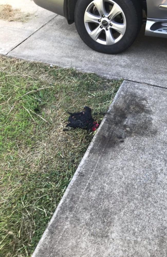 Police allege a vehicle collided with a parked car at a driveway outside the Emu Park police station’s garage on January 2, pushing it through the door and into another car. The driver exited the vehicle before allegedly pouring fuel over one of the cars and lighting a small fire in the grass nearby.