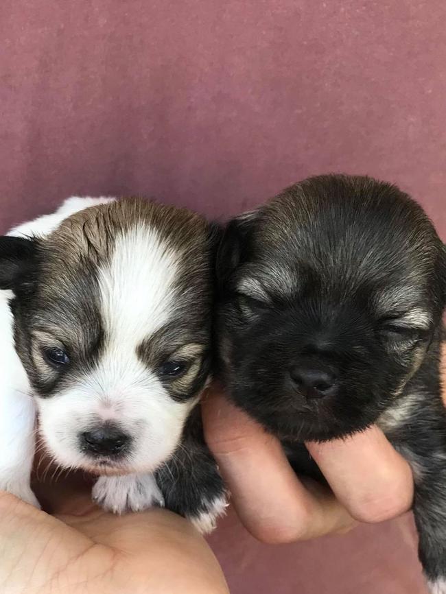 Some of the shih tzu-maltese puppies from a litter of five. Two of the puppies have been stolen. Picture: Lewis Davis