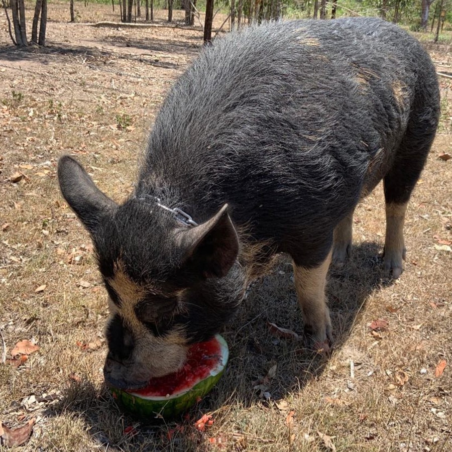 Piggy eating watermelon for the first time – another of Cath’s bargain buys. Picture: Cath Hoge