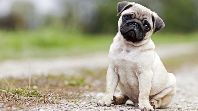 If you reward your dog every time they sit, they’re going to keep doing it.