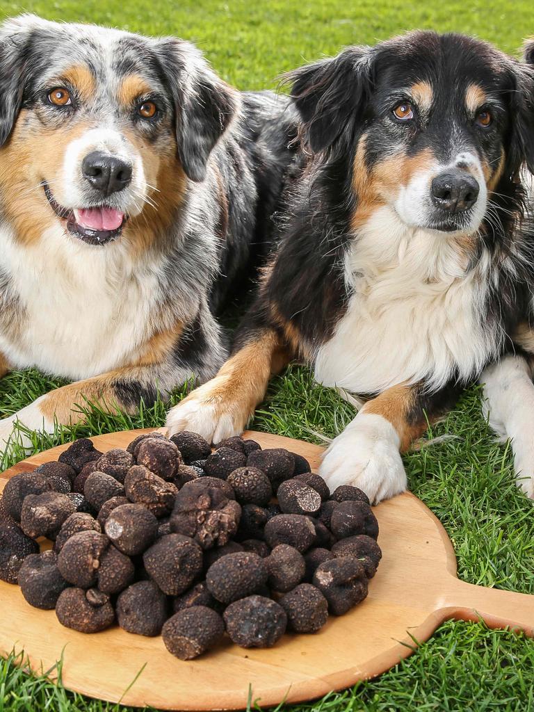 You’ll be shown around by professional truffle hunters and their trained hounds. Picture- Nicole Cleary