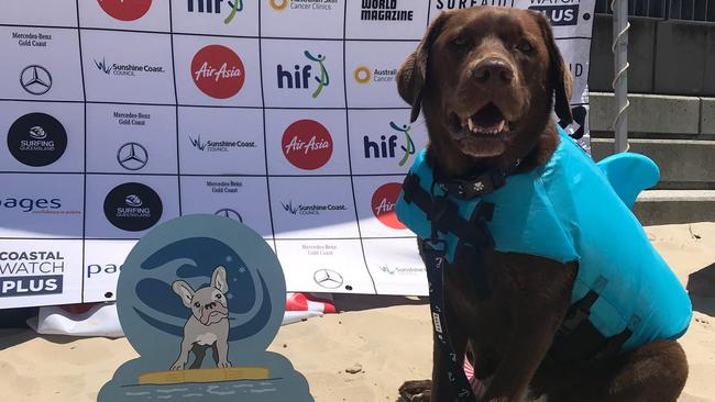 Kona, the chocolate Labrador, poses with her trophy after her win in the Pups on SUPs event on the Southport broadwater in October.