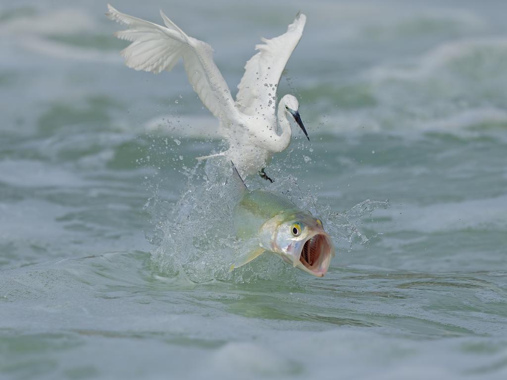 The struggle in the animal kingdom for life and death is captured in this amazing photo. Titled “Roar of Anger” it was taken in Xiamen, China and won the first place in Wildlife. Picture: Xiaoping Lin/TNC Oceania Photo Contest