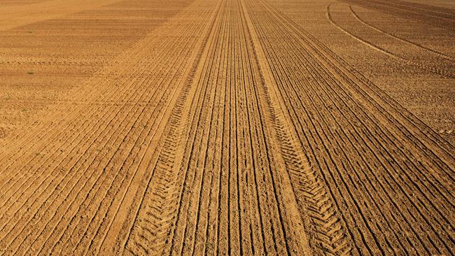 A barley crop.