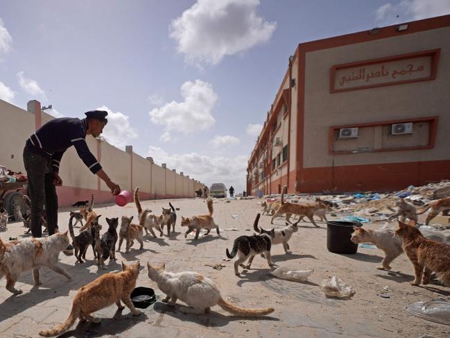 A Palestinian man feeds cats inside the compound of Nasser Hospital in Khan Yunis in the southern Gaza Strip. Picture: AFP