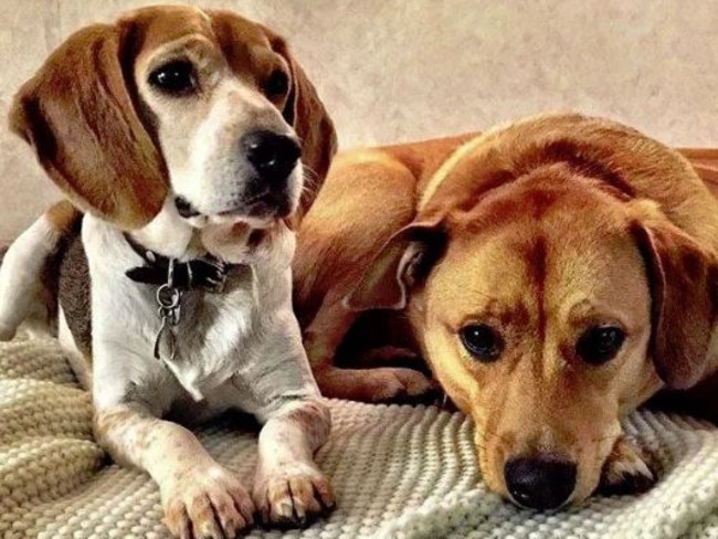 Meghan’s two previously adopted dogs, Guy and Bogart. Picture: Instagram/Markle