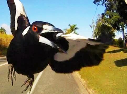 When Magpies Attack Swooping Season Starts On The Coast The Courier Mail