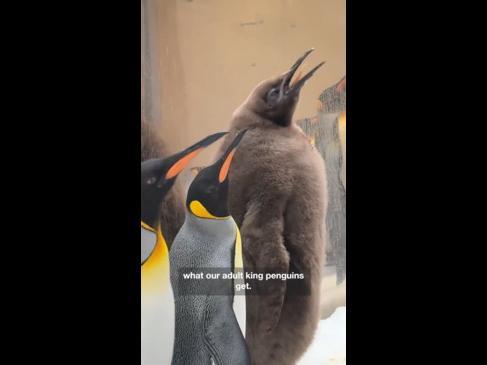 Big baby penguin chick breaks records at Melbourne Aquarium